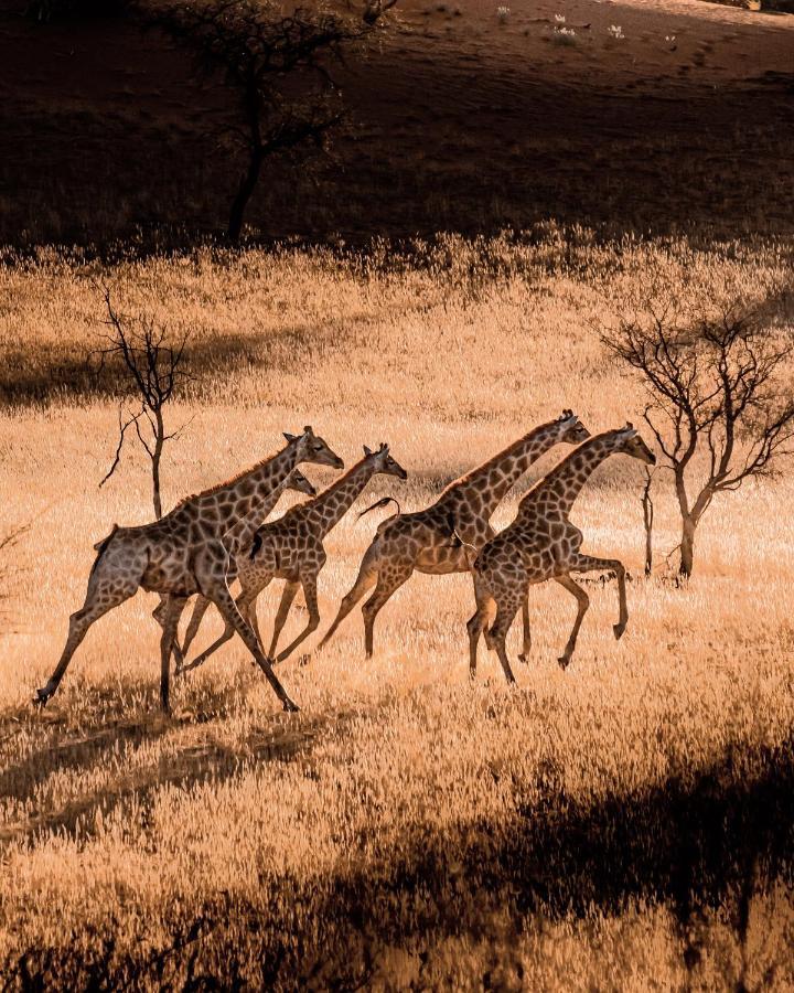 Вилла Bagatelle Kalahari Game Ranch Hardap Экстерьер фото