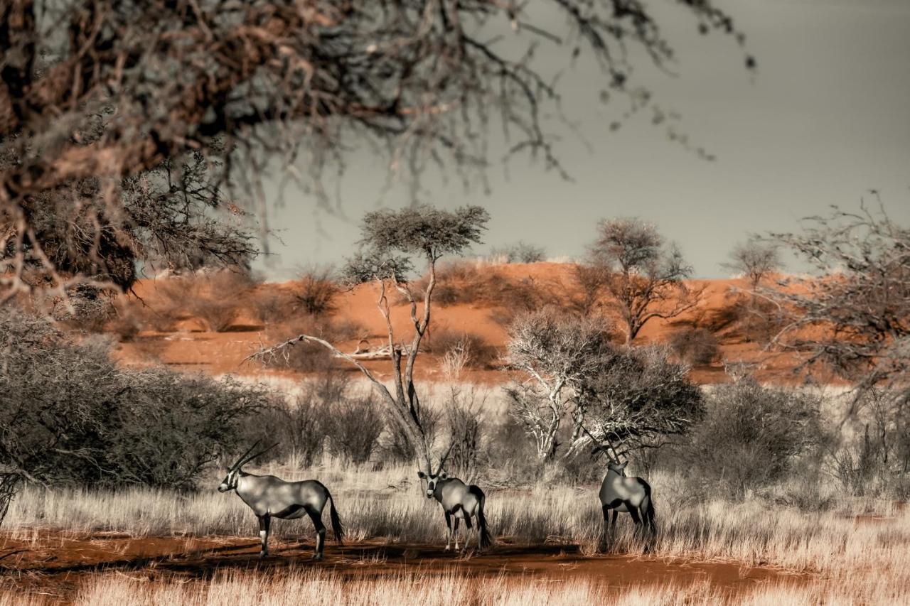 Вилла Bagatelle Kalahari Game Ranch Hardap Экстерьер фото