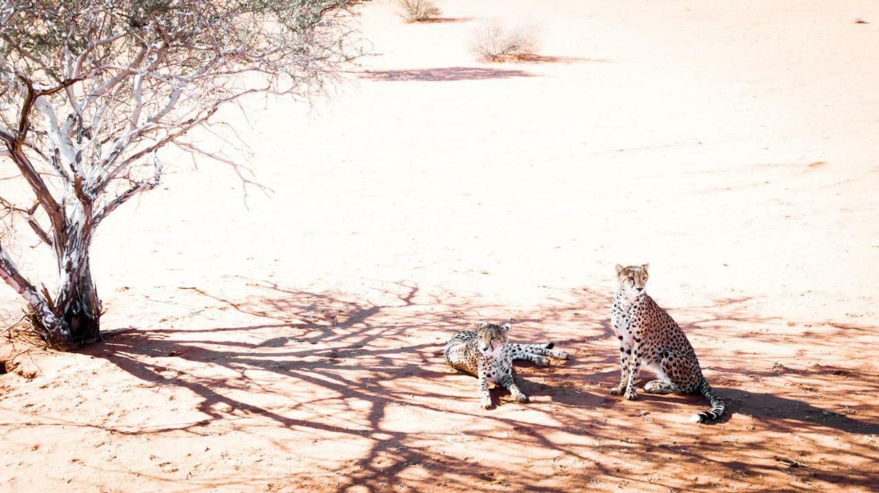 Вилла Bagatelle Kalahari Game Ranch Hardap Экстерьер фото